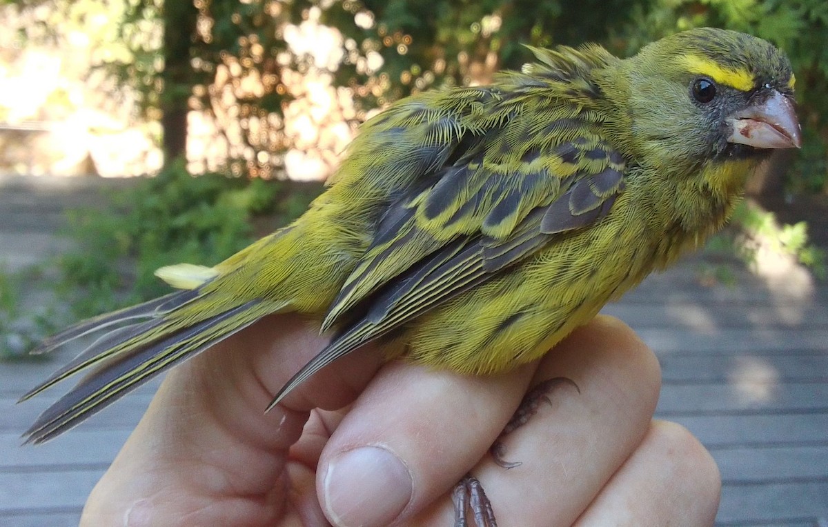 Щедрик лісовий - ML646960003