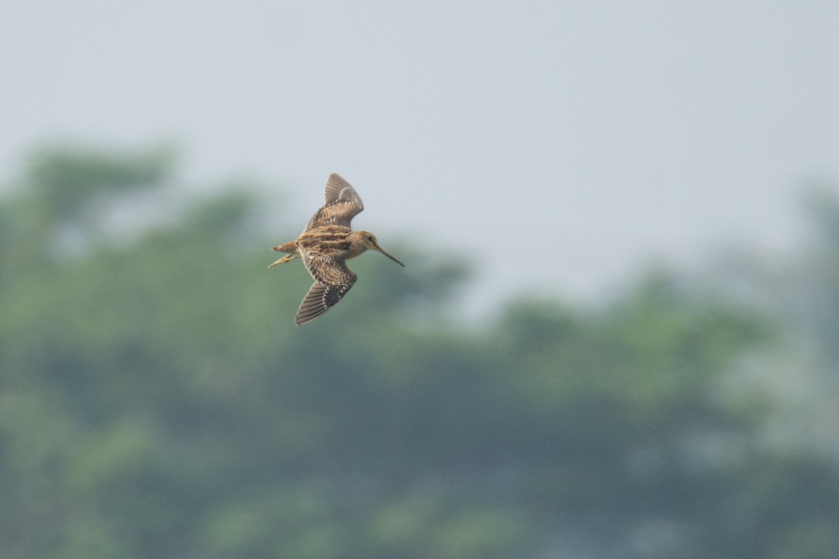 Pin-tailed Snipe - ML646960004