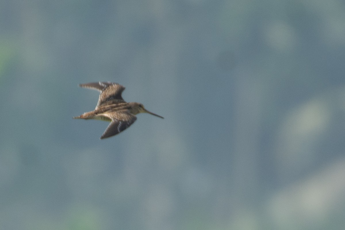 Pin-tailed Snipe - ML646960005