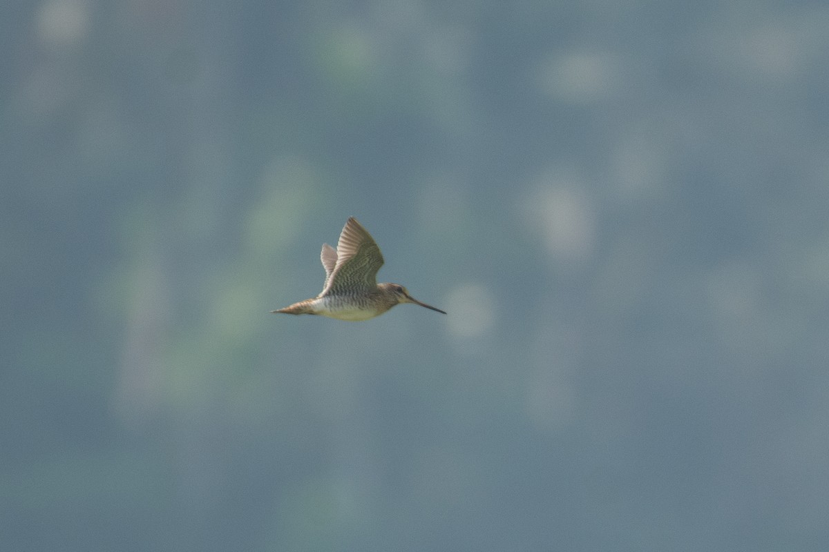 ハリオシギ - ML646960006