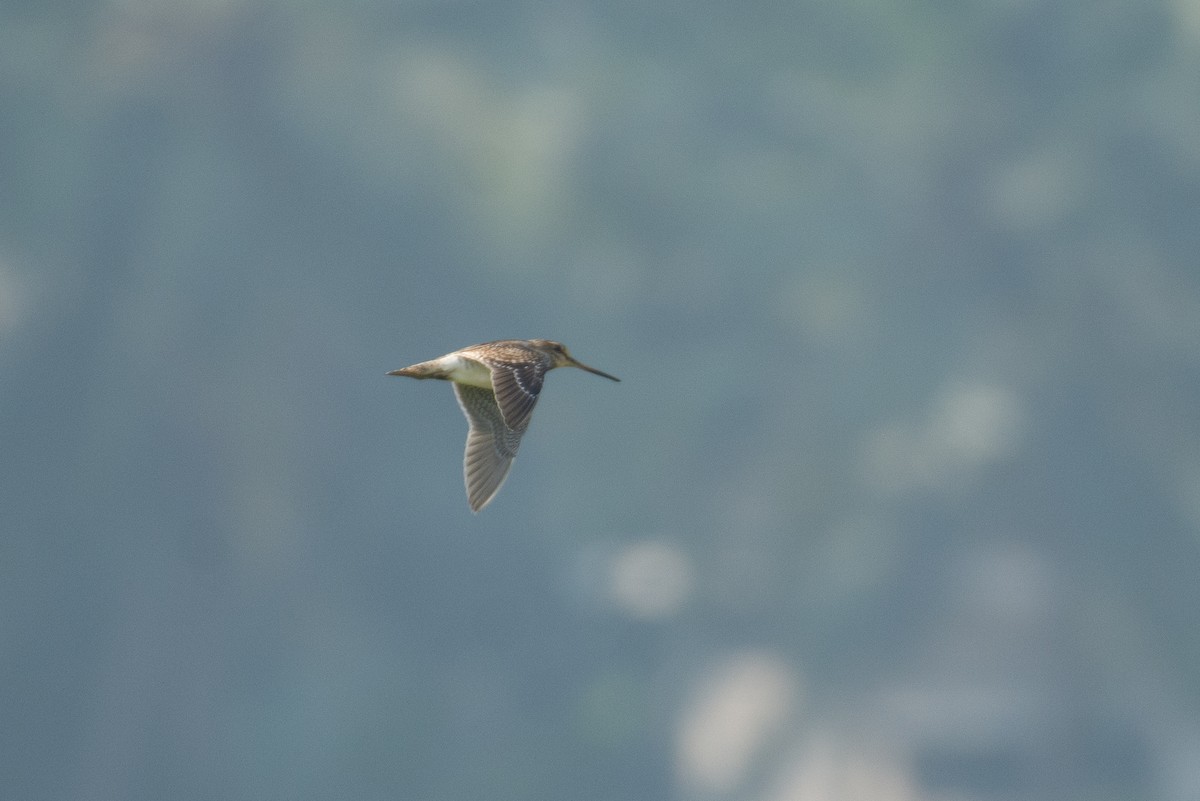 ハリオシギ - ML646960007