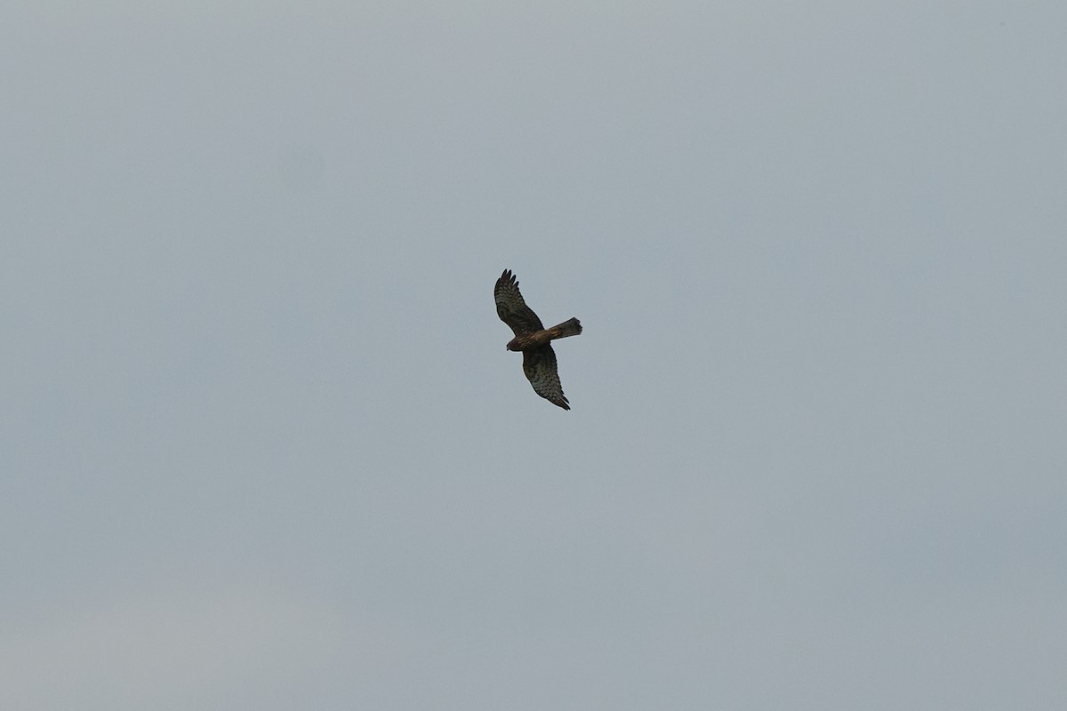 Pied Harrier - ML646960008