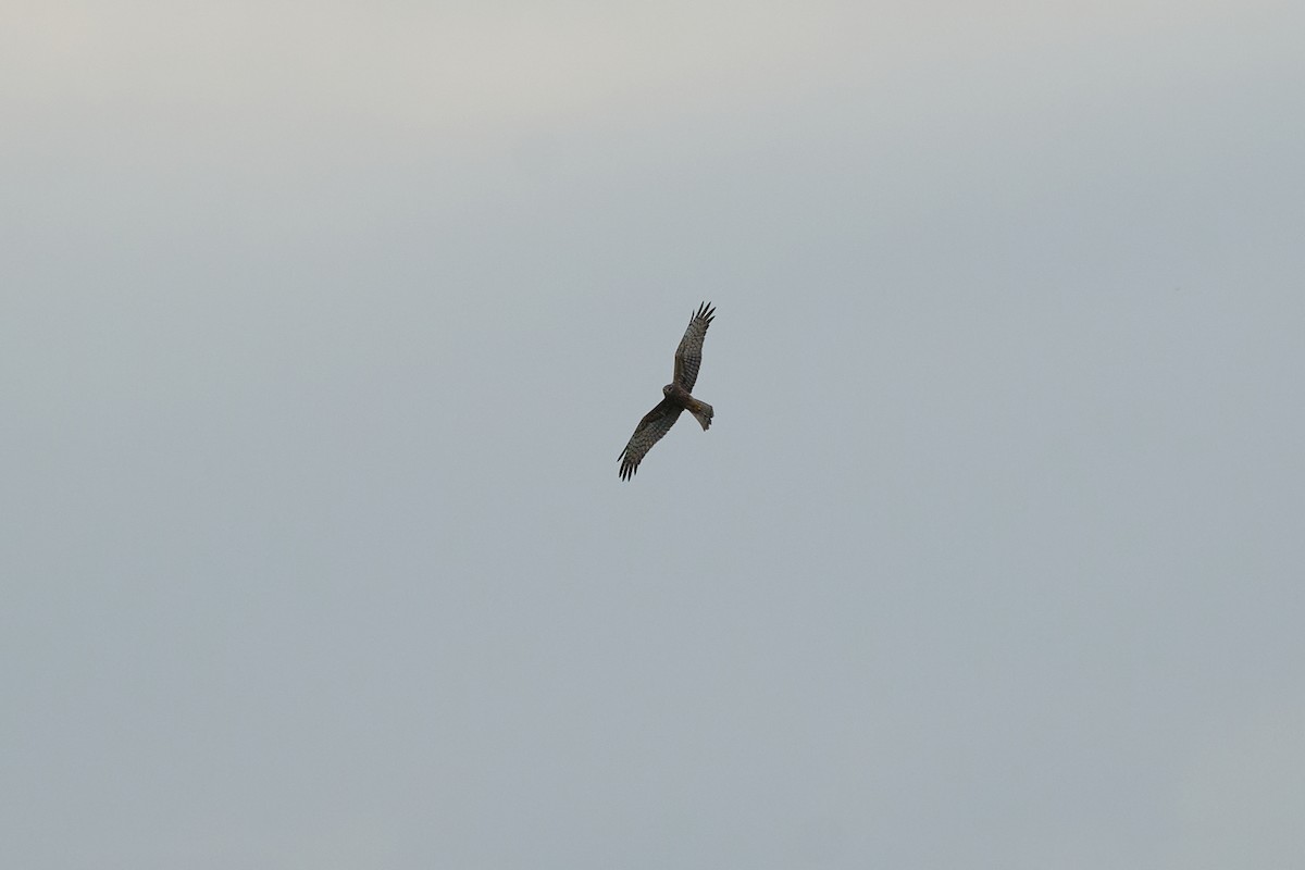 Pied Harrier - ML646960009