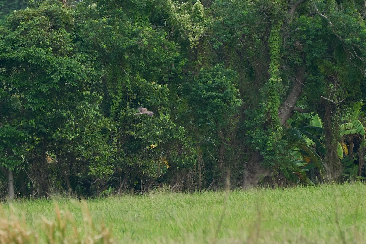 Pied Harrier - ML646960010