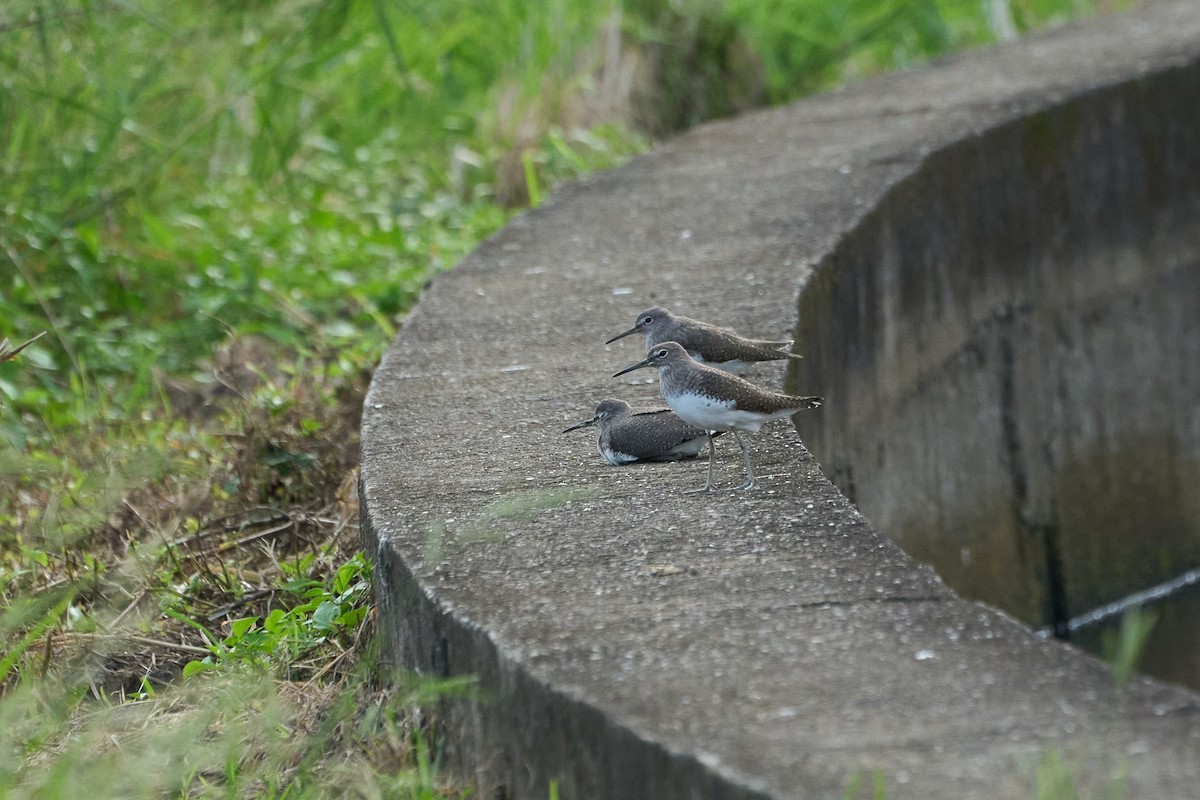 Green Sandpiper - ML646960016