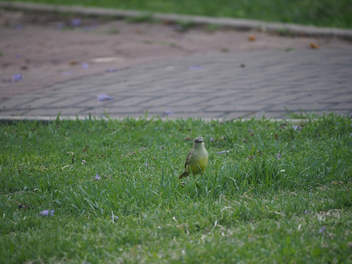 Cattle Tyrant - ML646960017