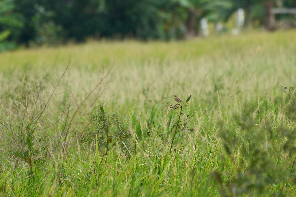 Chestnut-eared Bunting - ML646960018