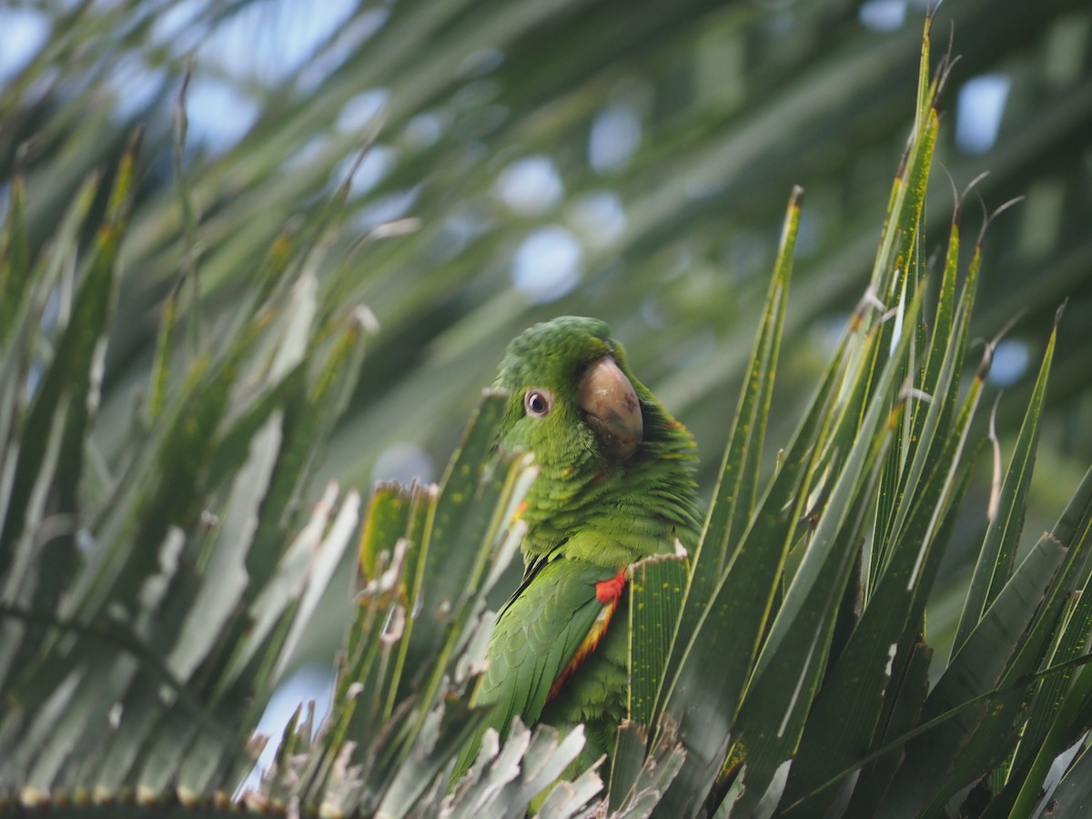 White-eyed Parakeet - ML646960021
