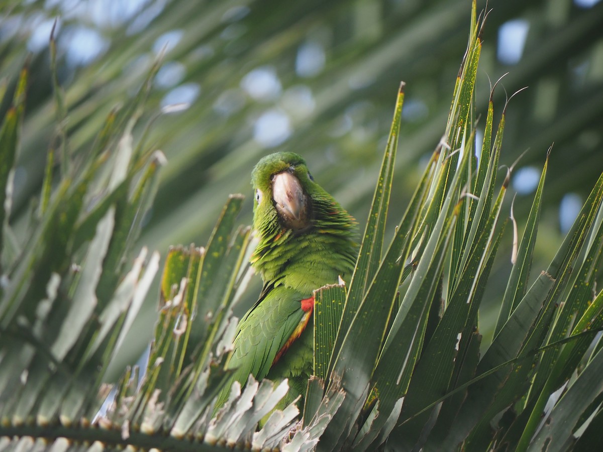 White-eyed Parakeet - ML646960024