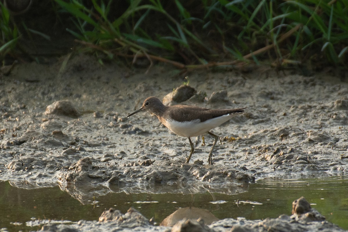 Wood Sandpiper - ML646960026