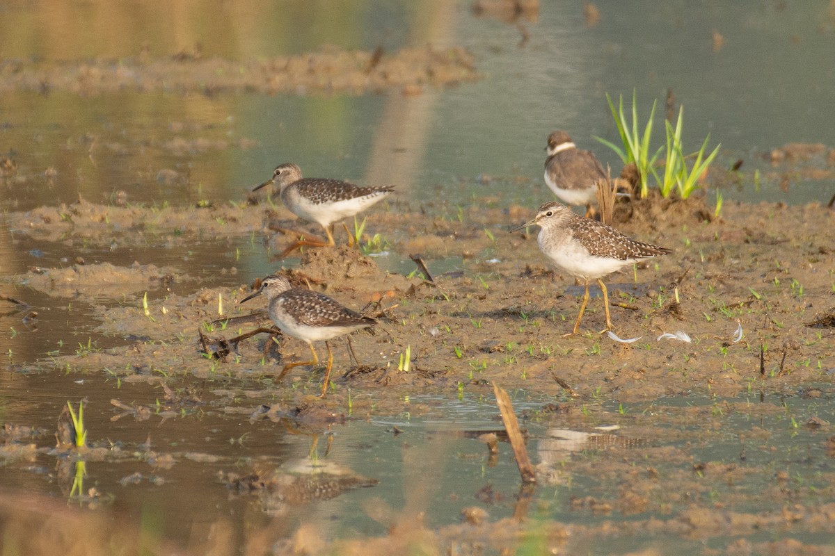 Wood Sandpiper - ML646960027