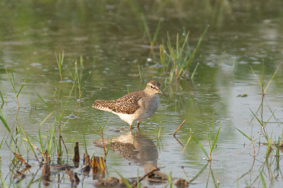Wood Sandpiper - ML646960028