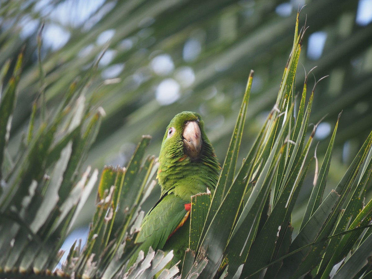 White-eyed Parakeet - ML646960029