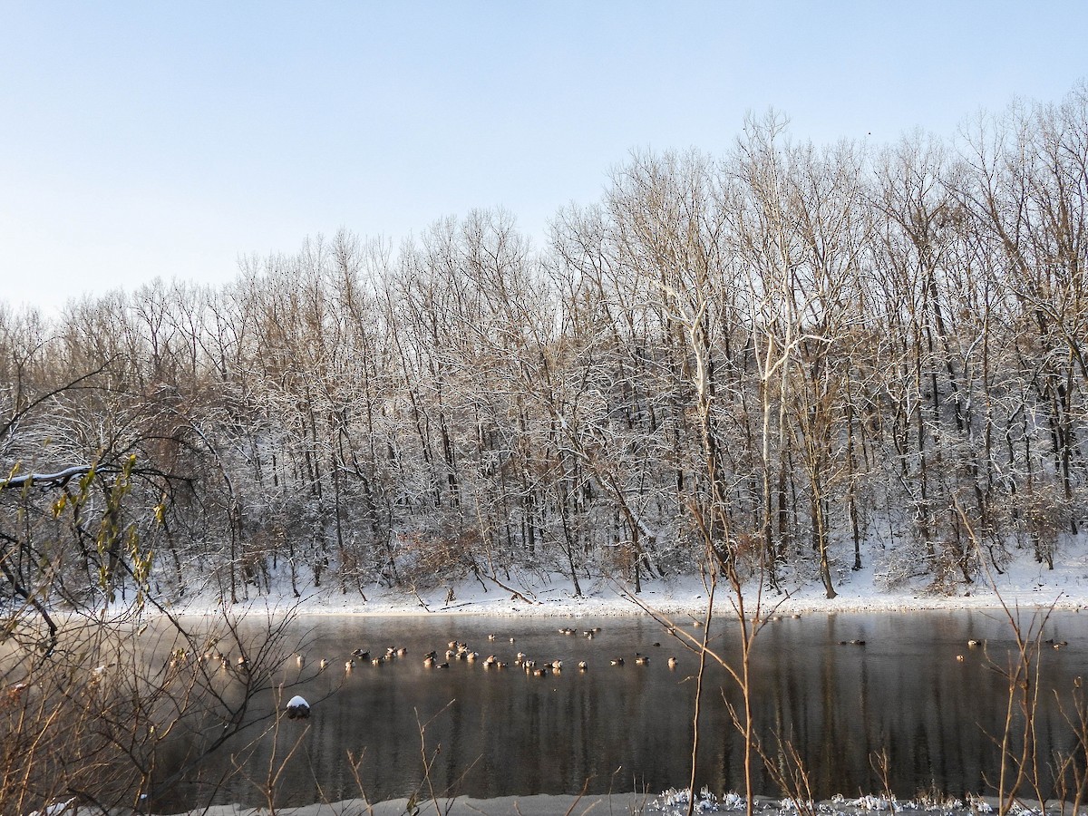 Canada Goose - ML646960031