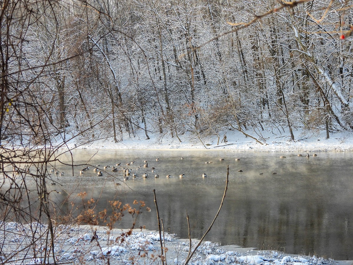 Canada Goose - ML646960032