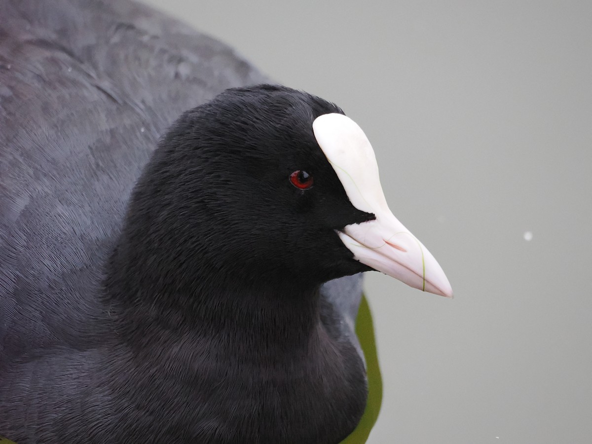 Blässhuhn - ML646960033