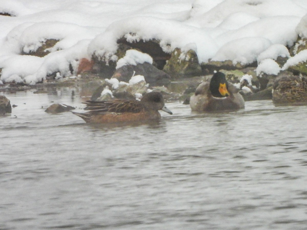 Amerika Fiyusu - ML646960035