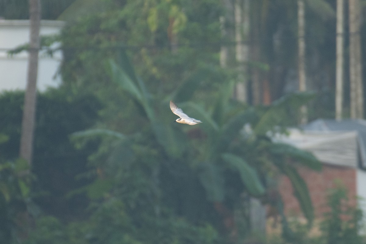 Whiskered Tern - ML646960036