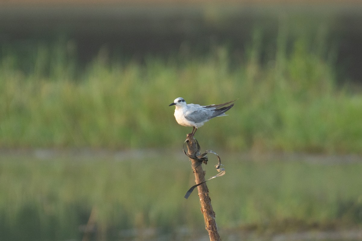 Whiskered Tern - ML646960037