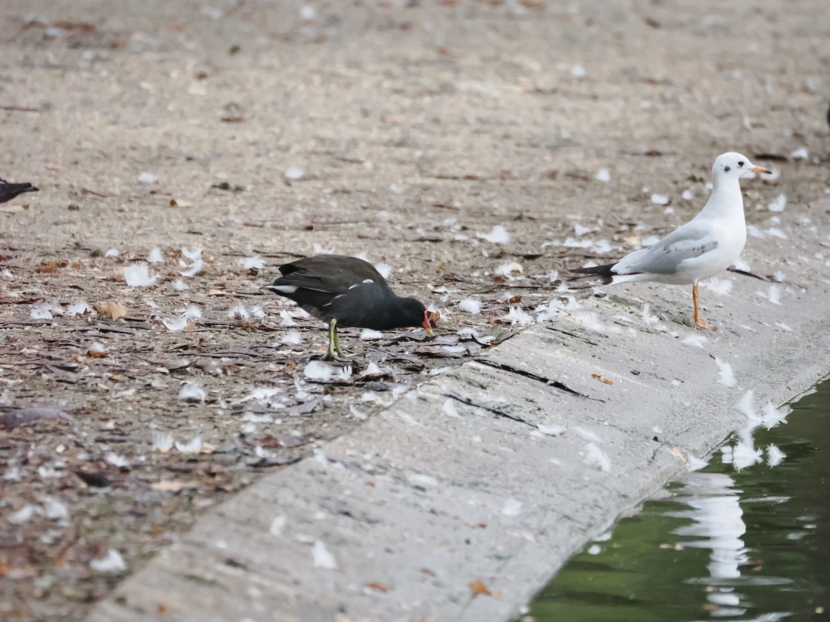 Lachmöwe - ML646960040