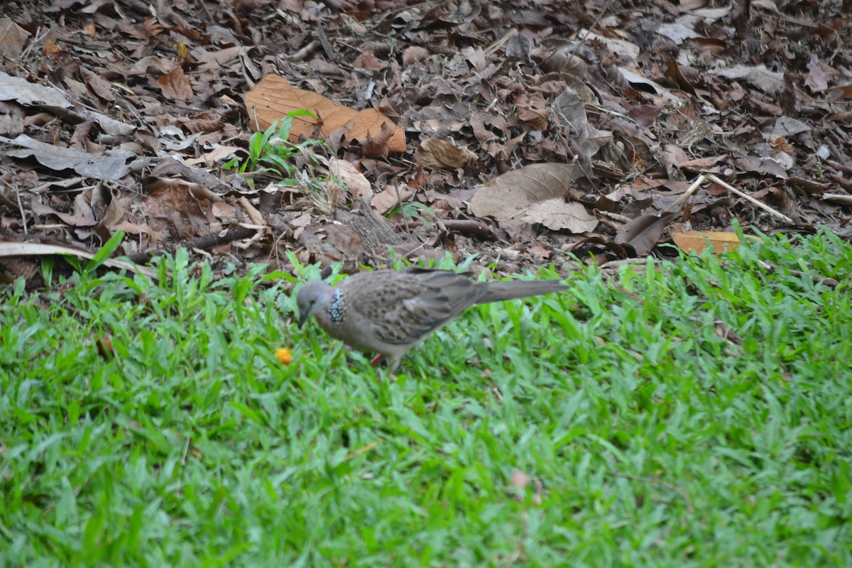 Горлиця китайська - ML646960041