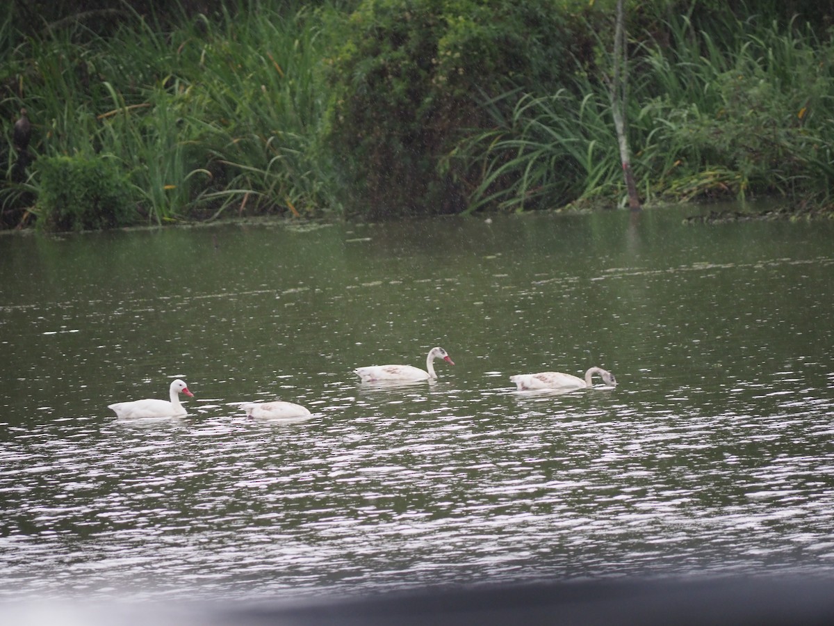 Coscoroba Swan - ML646960042