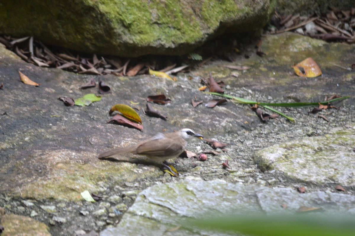 Бюльбюль широкобровий - ML646960043