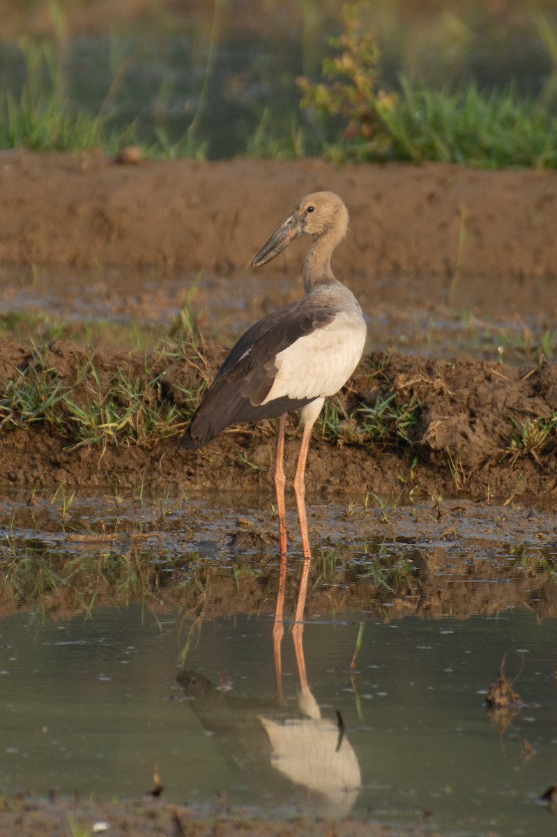 Asian Openbill - ML646960044