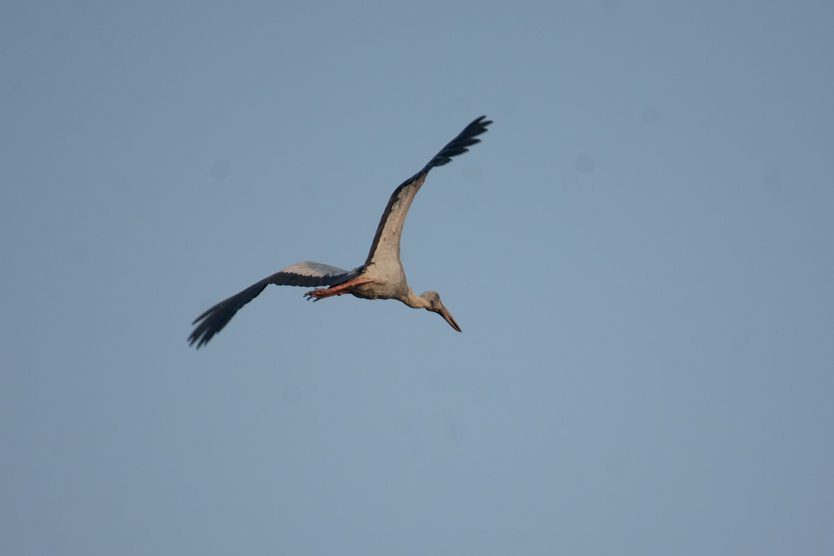 Asian Openbill - ML646960045