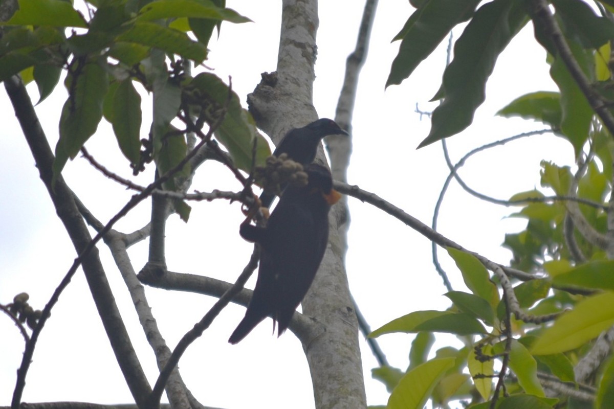 Шпак-малюк філіпінський - ML646960046