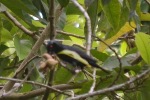 Шпак-малюк філіпінський - ML646960047