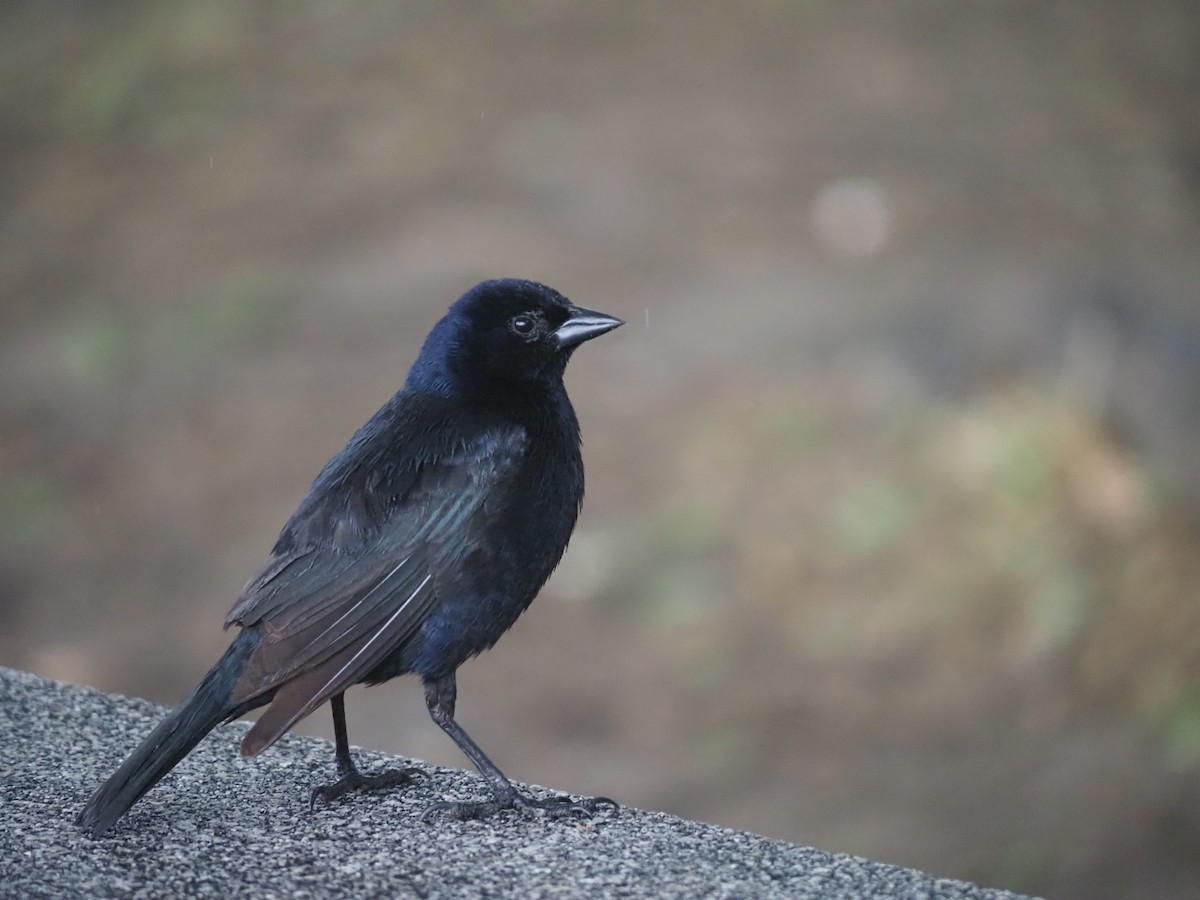 Shiny Cowbird - ML646960050