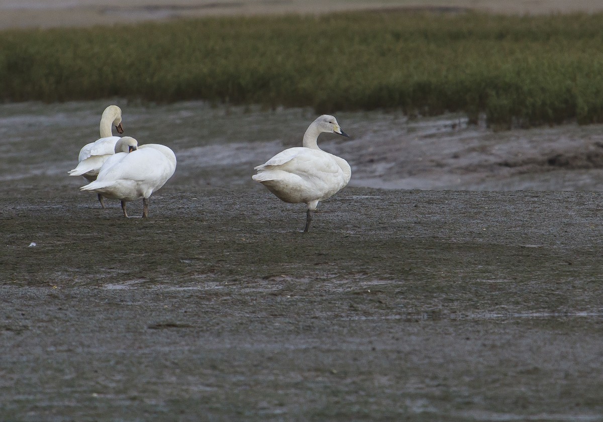 Whooper Swan - ML646960051