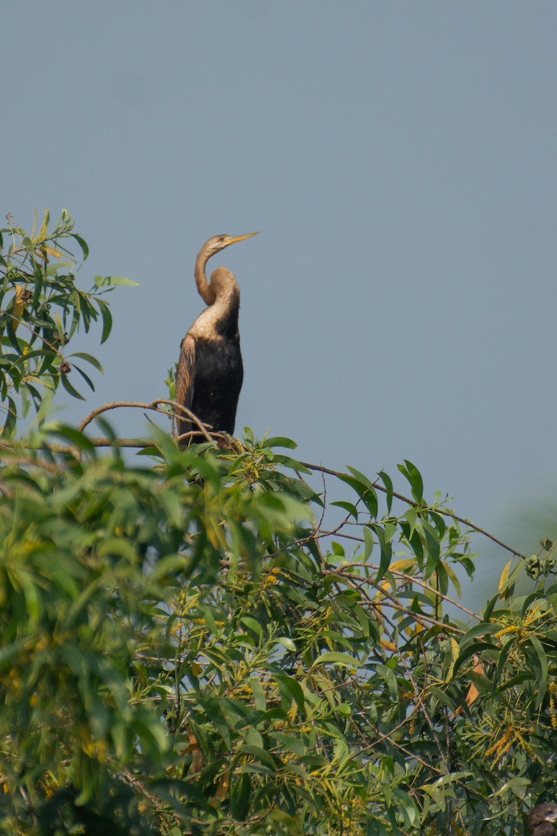 Oriental Darter - ML646960052