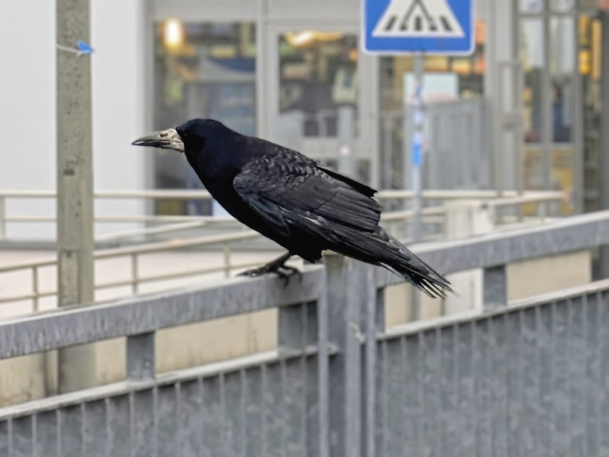 Ekin Kargası - ML646960053