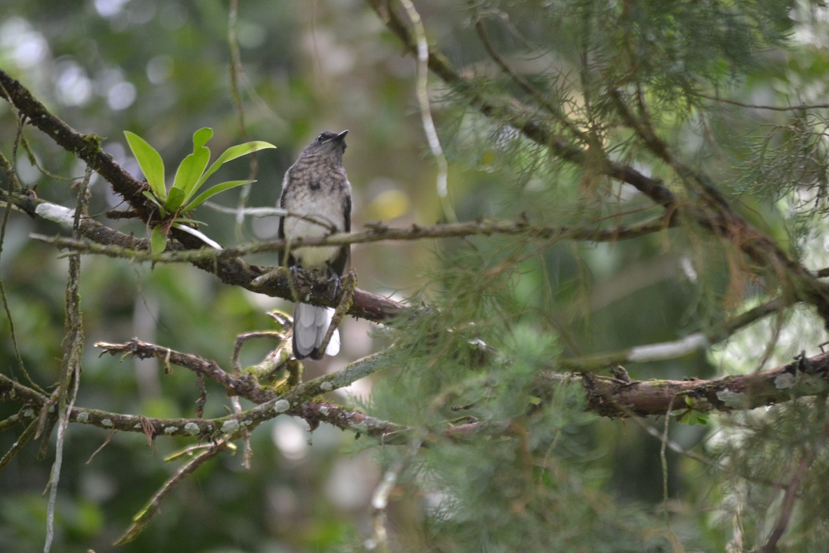 Шама східна - ML646960054