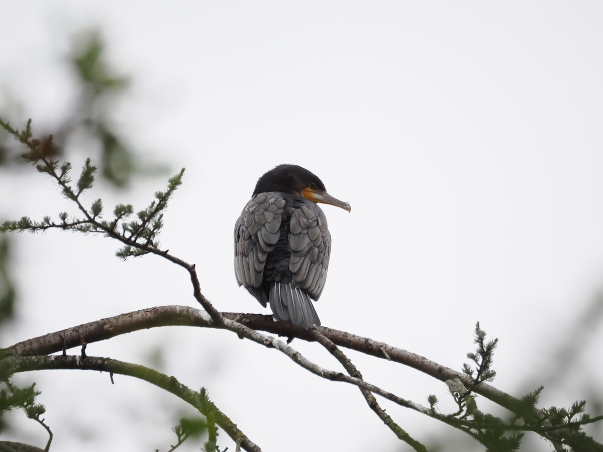 Kormoran - ML646960056