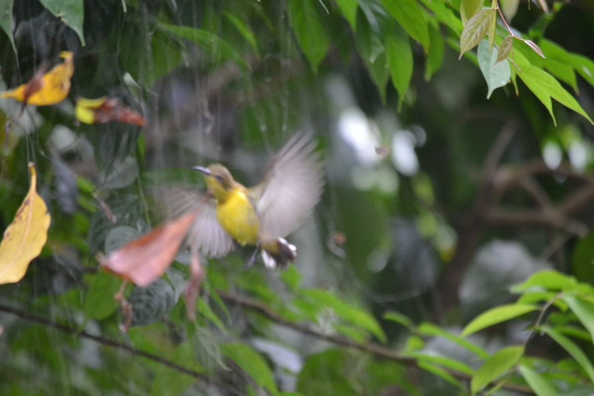 Ornate Sunbird - ML646960057