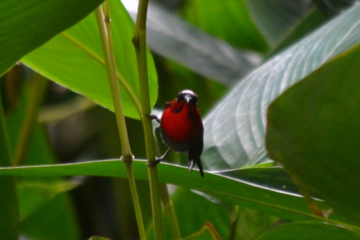 Сіпарая червона - ML646960058