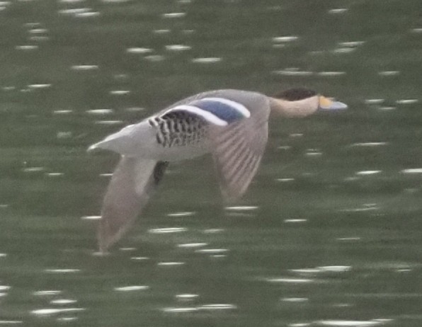 Silver Teal - ML646960059