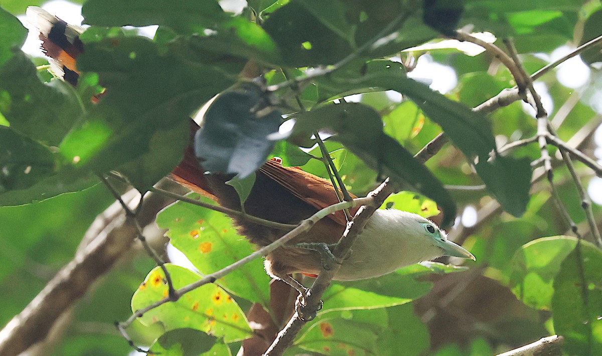 Raffles's Malkoha - ML646960062