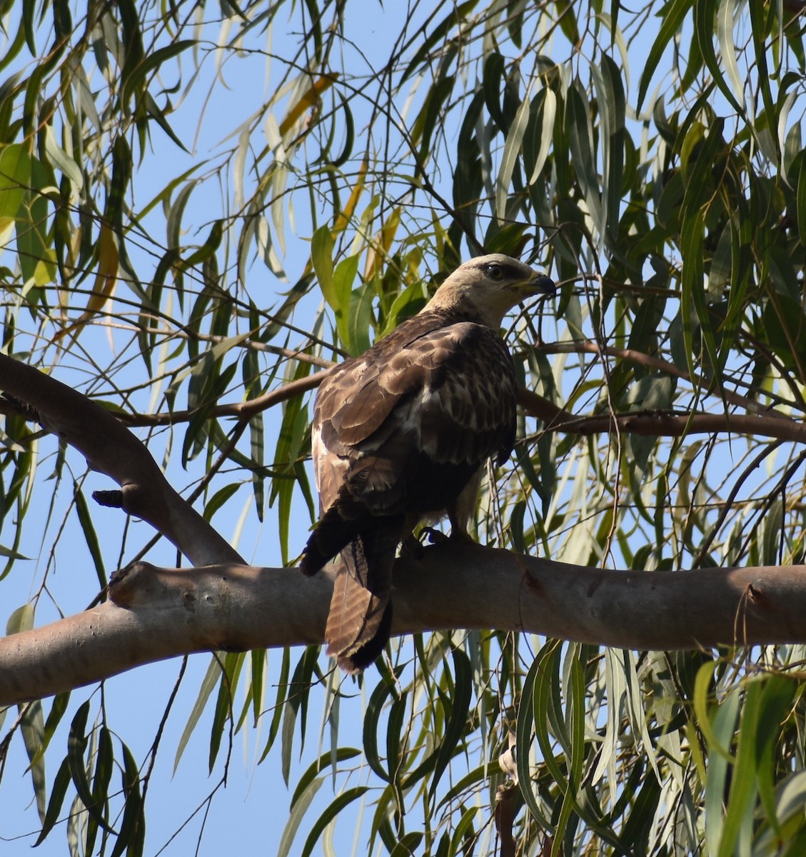 Oriental Honey-buzzard - ML646960063