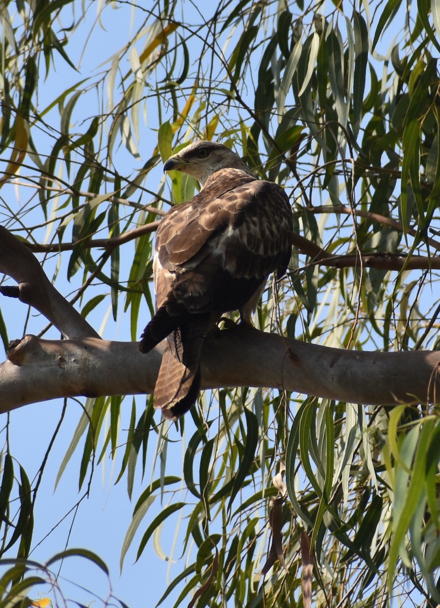 Oriental Honey-buzzard - ML646960064