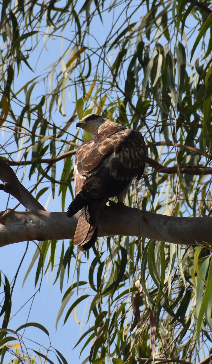 Oriental Honey-buzzard - ML646960065