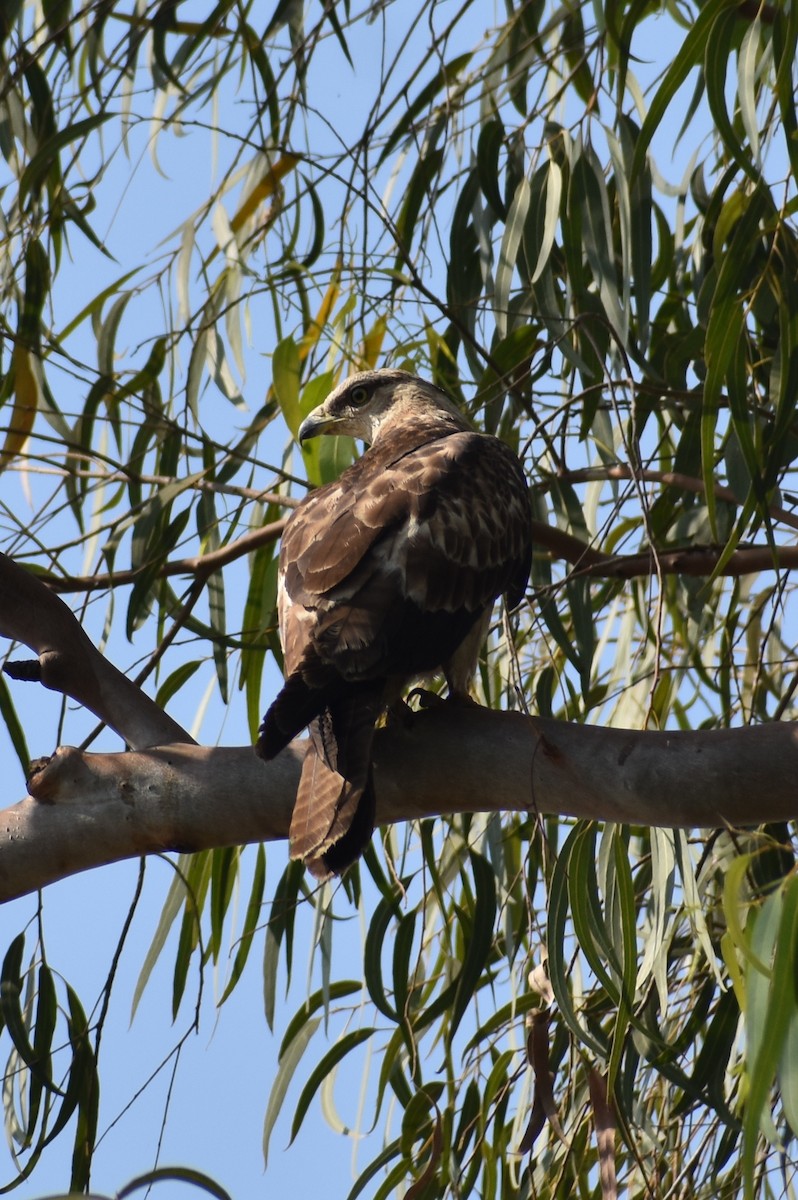 Oriental Honey-buzzard - ML646960066