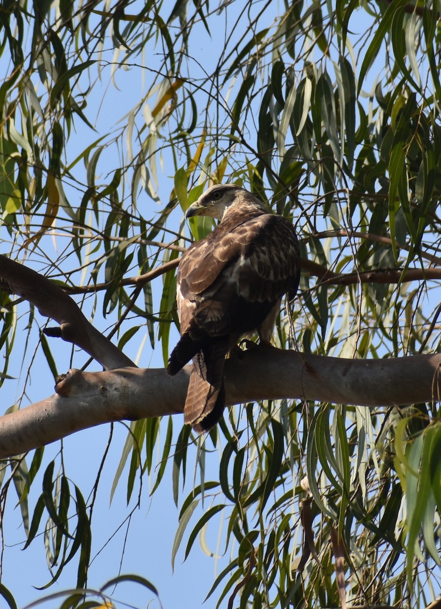 Oriental Honey-buzzard - ML646960068
