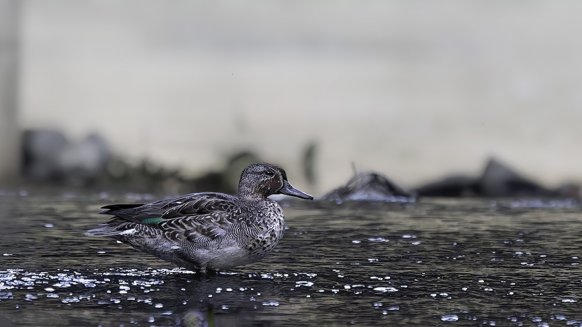Green-winged Teal (Eurasian) - ML646960074