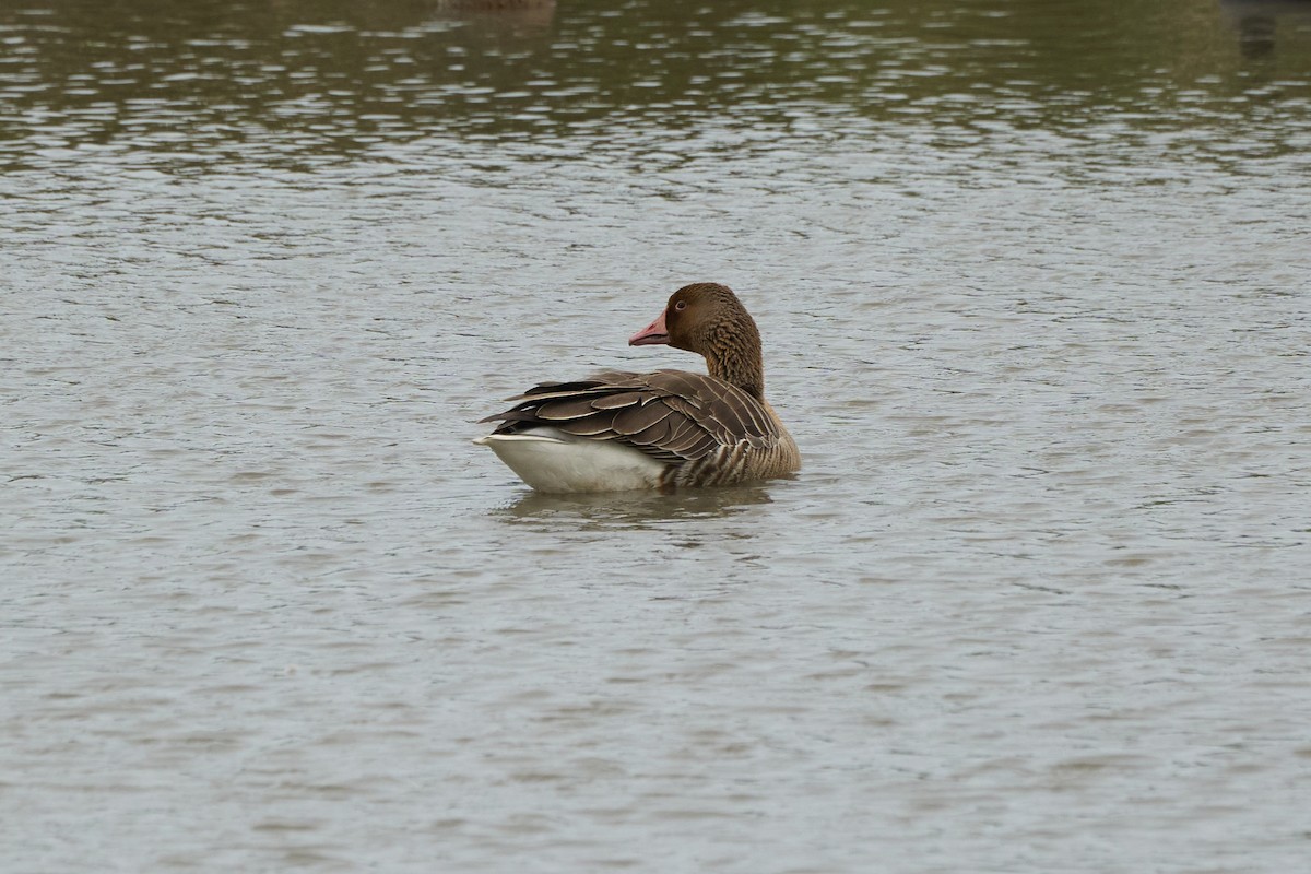 Graylag Goose - ML646960086