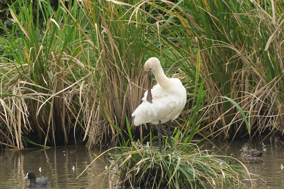 Eurasian Spoonbill - ML646960087