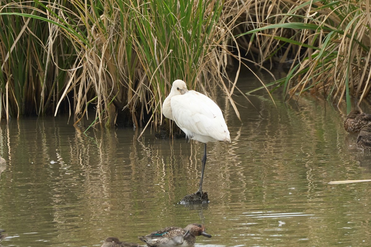 Eurasian Spoonbill - ML646960089